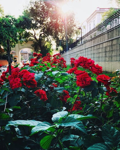 beautiful-garden-with-red-roses-2021-08-29-20-01-35-utc