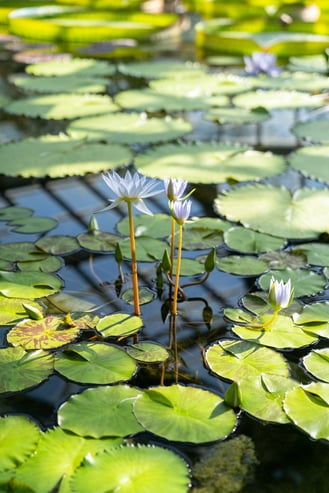 blooming-exotic-water-lily-tropical-aquatic-plant-2021-09-02-05-14-57-utc