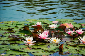 pink-lotuses-in-clear-water-beautiful-water-lilie-2021-09-02-07-58-50-utc