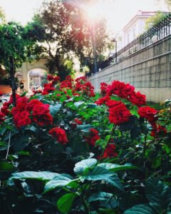 Jardin habité de roses rouges contre un mur en brique grise